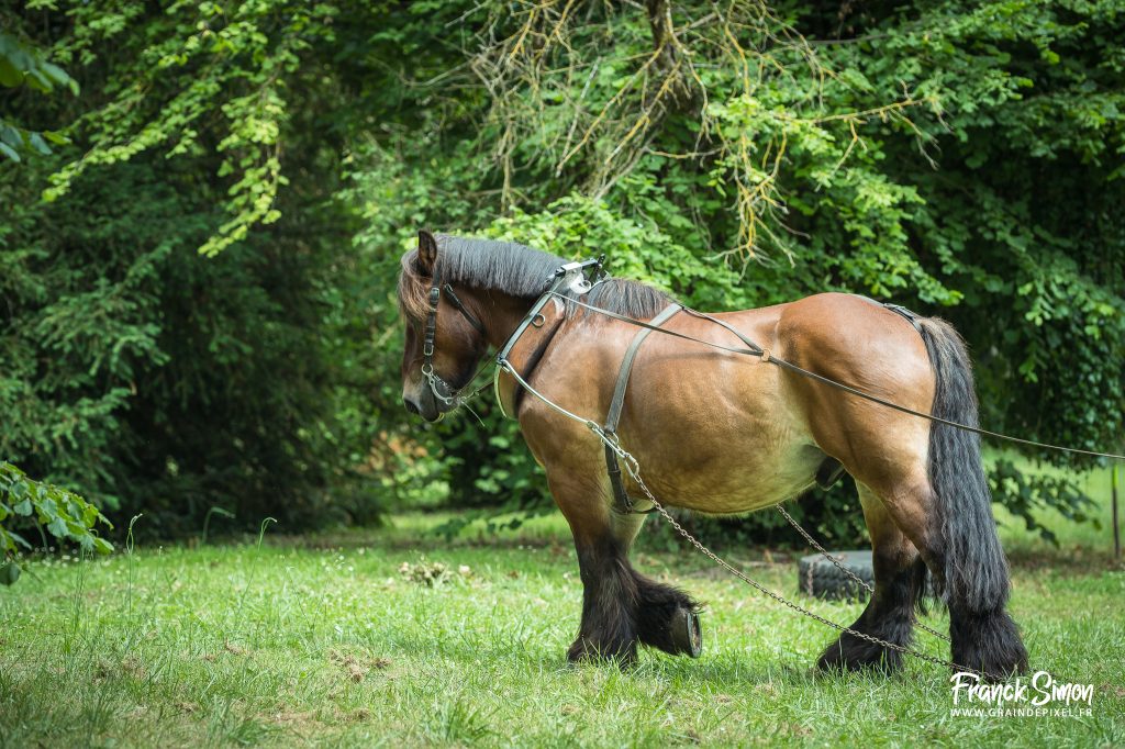 débardage forestier avec le cheval - crédit photo franck simon - graindepixel.fr