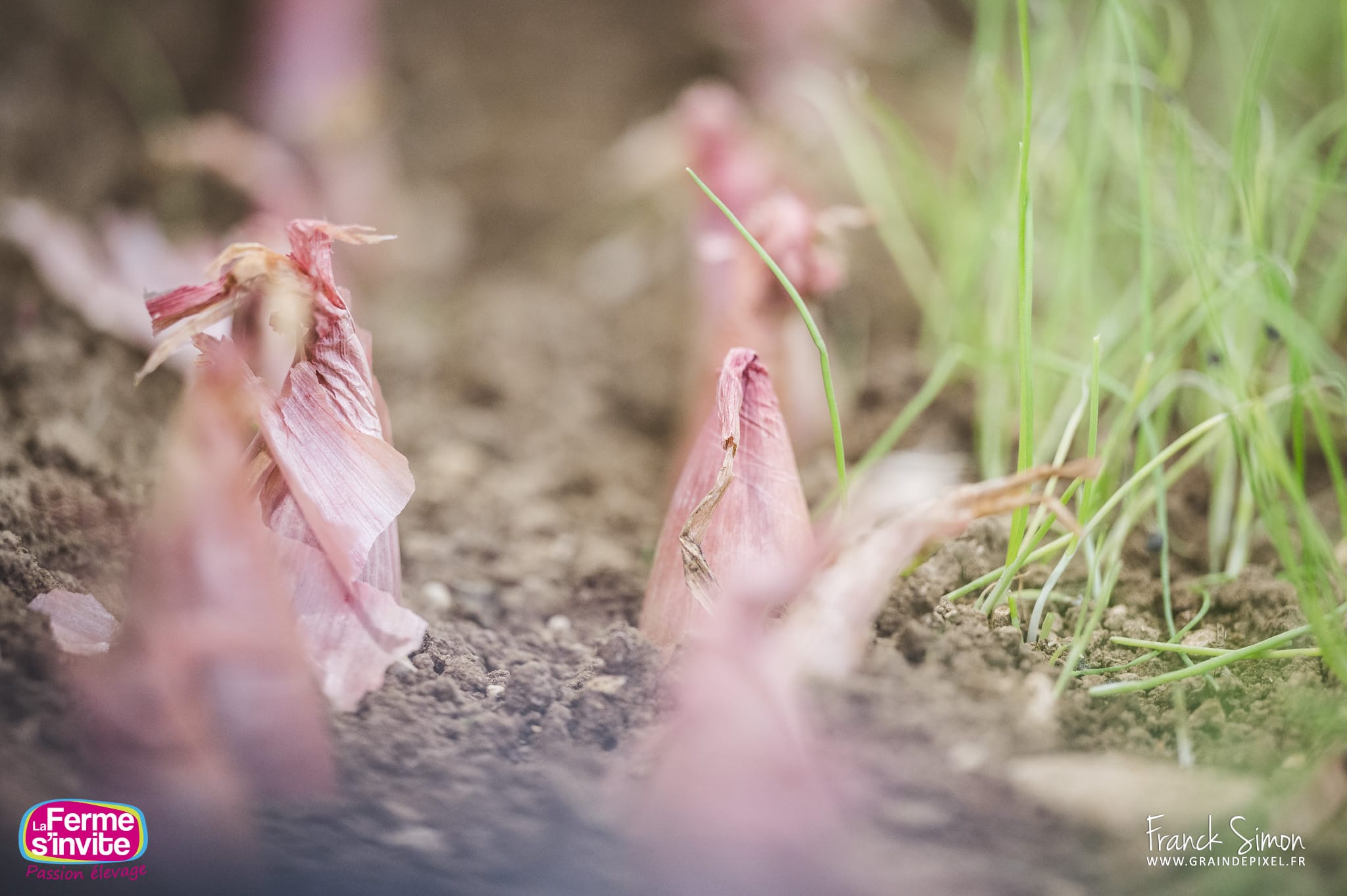 pôle végétal - la ferme s'invite - salon de l'agriculture de la Vienne - ateliers pédagogiques autour des cultures et des semis agricoles - comprendre les plantes qui sont notre alimentation -