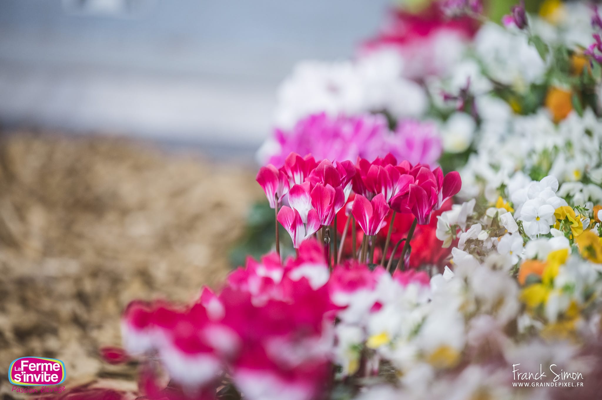 pôle végétal - la ferme s'invite - salon de l'agriculture de la Vienne - ateliers pédagogiques autour des cultures et des semis agricoles - comprendre les plantes qui sont notre alimentation -