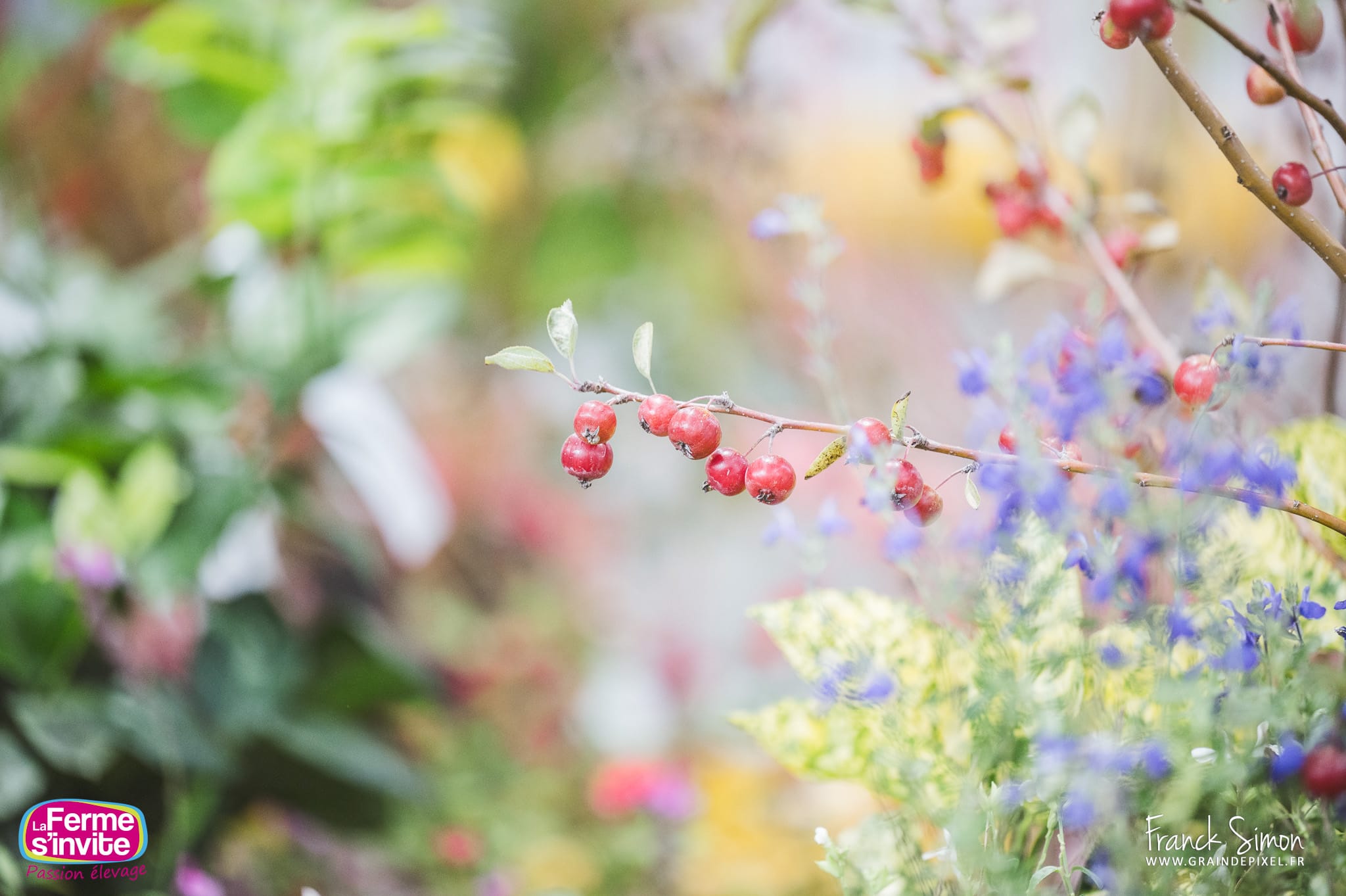 pôle végétal - la ferme s'invite - salon de l'agriculture de la Vienne - ateliers pédagogiques autour des cultures et des semis agricoles - comprendre les plantes qui sont notre alimentation -