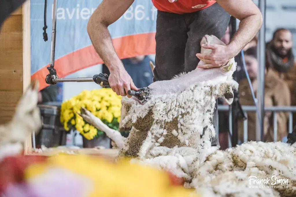 concours de tonte - la ferme s'invite 2026