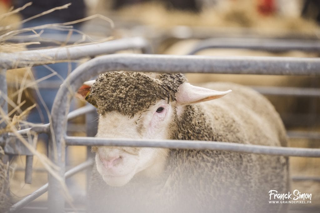 Les ovins à l'honneur pour la ferme s'invite 2026