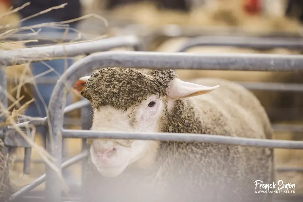 Les ovins à l'honneur pour la ferme s'invite 2026