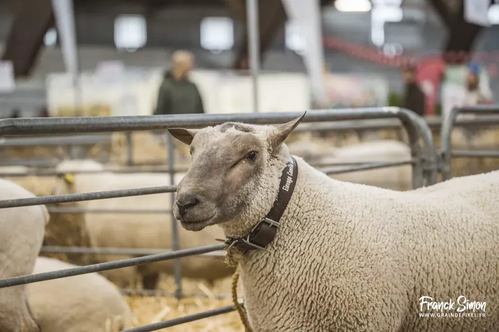 La ferme s'invite 2026 - les races ovines à l'honneur