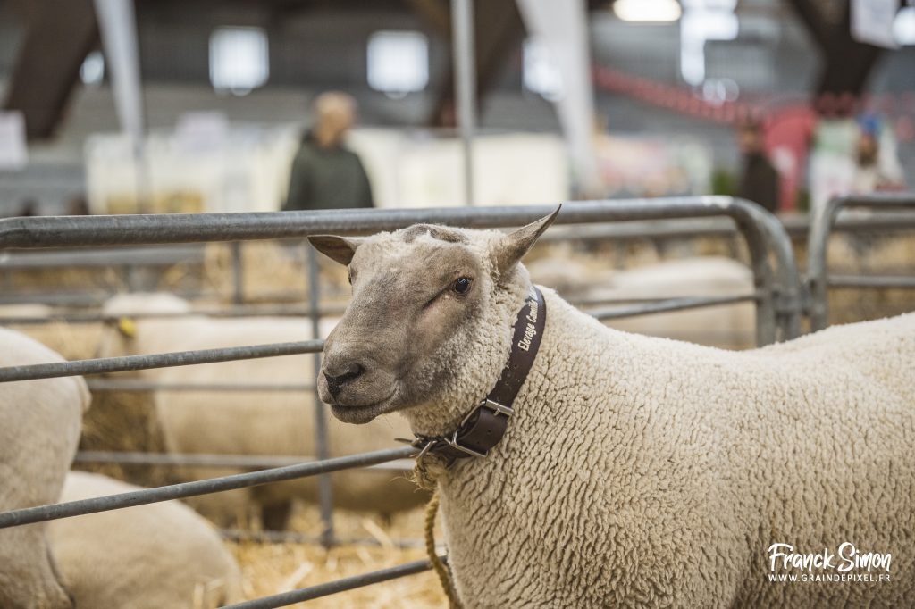 La ferme s'invite 2026 - les races ovines à l'honneur